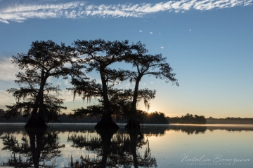 Louisiana,-landscape,-swamps,-sunrise