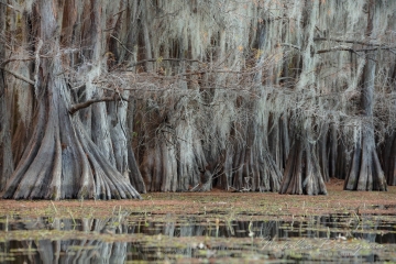 Texas,-landscape,-swamps