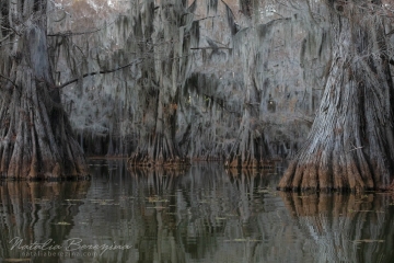 Texas,-landscape,-swamps