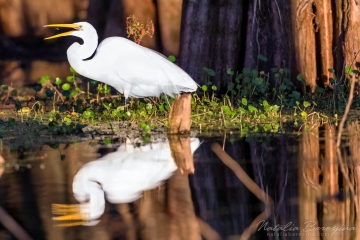 Louisiana,-swaps,-bird,-wildlife,-reflection,-gold