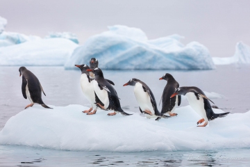 Antarctica,-wildlife,-iceberg,-snow,-winter,-penguin