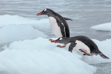 Antarctica,-wildlife,-iceberg,-snow,-winter,-penguin