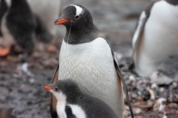 Antarctica,-wildlife,-penguin,-rock,-chickens,-kids