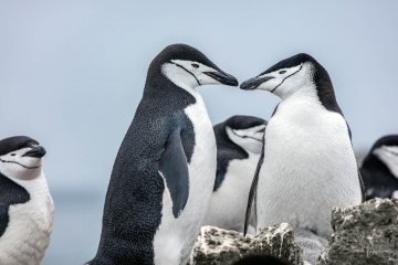 Antarctica,-wildlife,--penguin,-rock