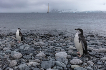 Antarctica,-wildlife,-winter,-penguin,-stone,-boat