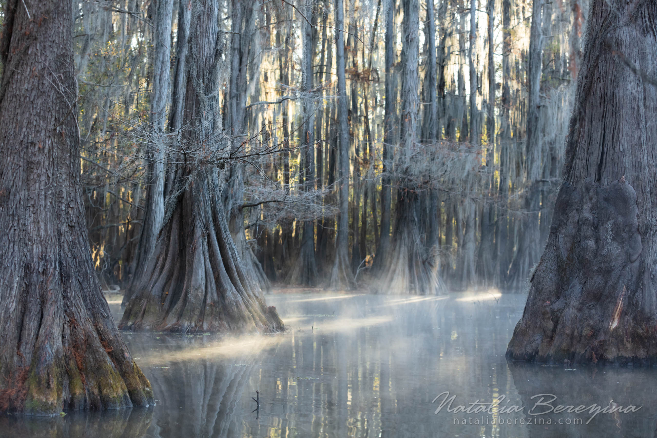 Texas, landscape, swamps, fog, sunlight TX1-NB0B4A1131 - Texas Fogs, Cypress Swamps, USA - Natalia Berezina Photography