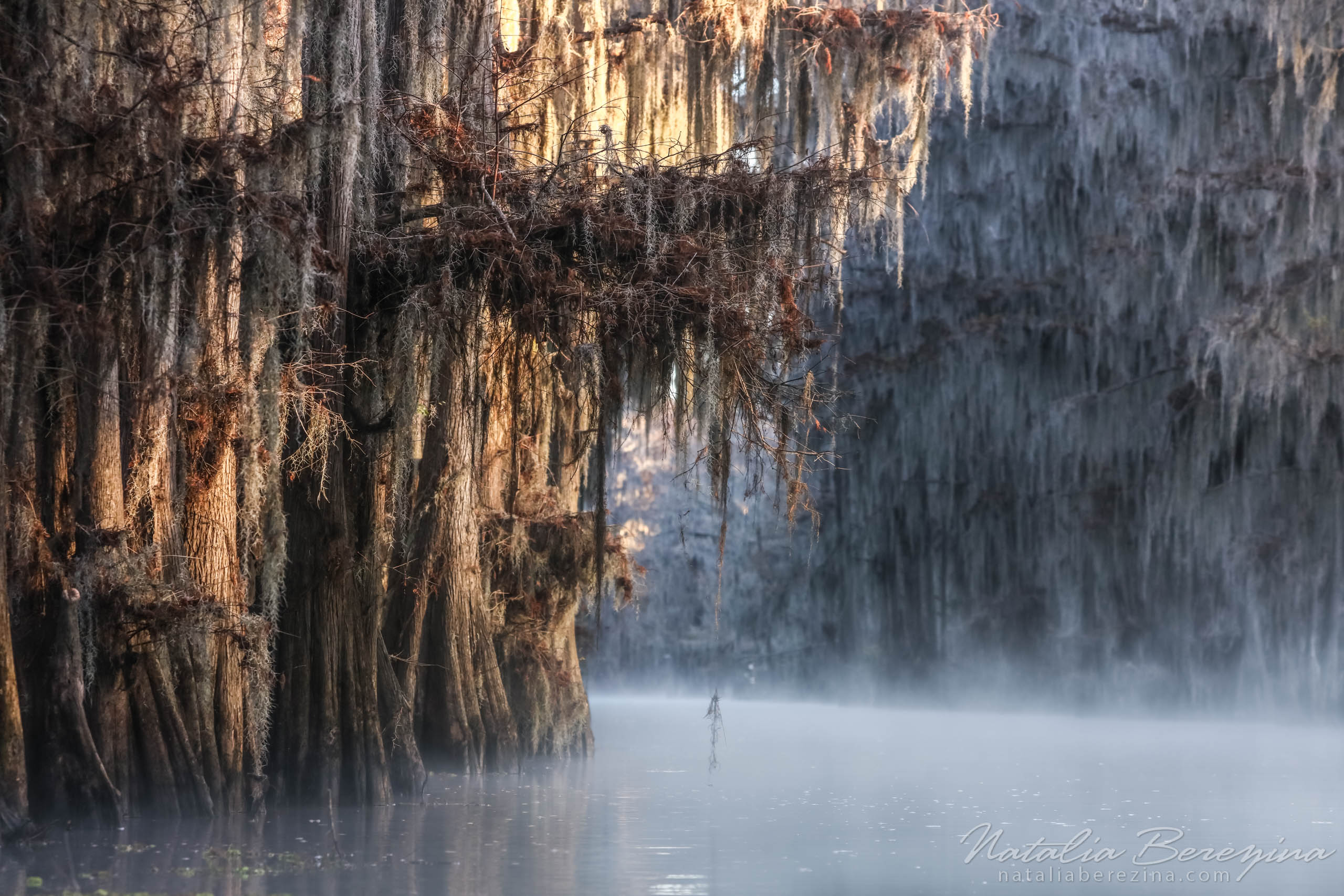 Texas, landscape, swamps, fog, sunlight, pastel TX1-NB0B4A1530 - Texas Fogs, Cypress Swamps, USA - Natalia Berezina Photography