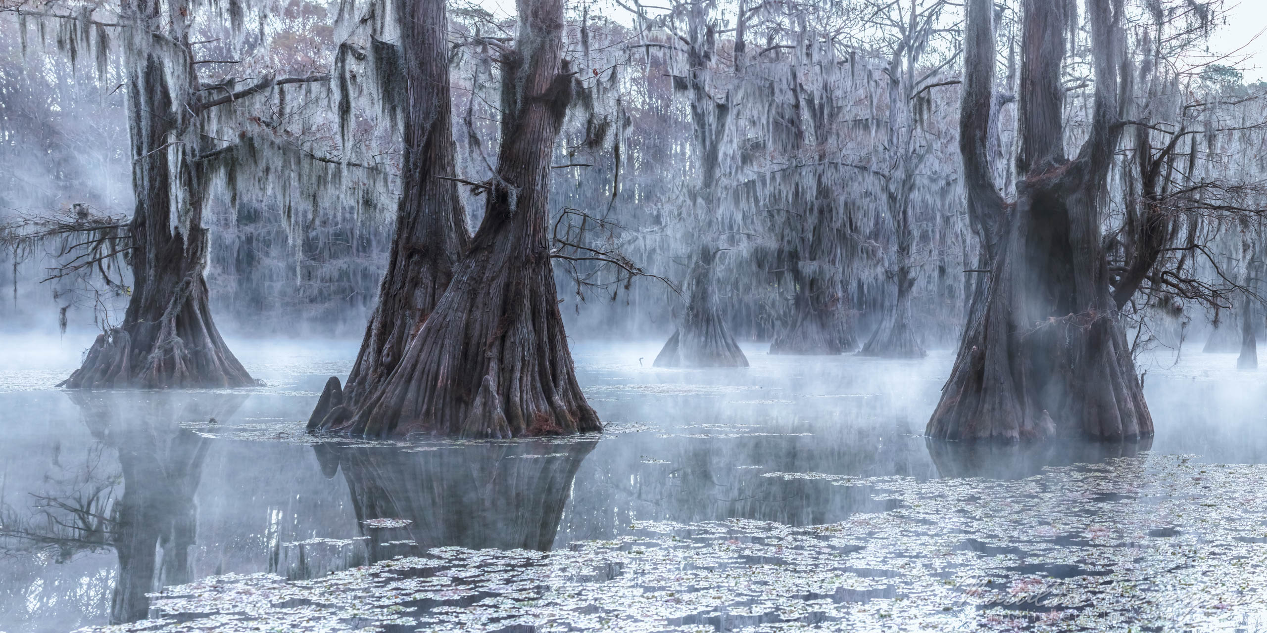 Texas, landscape, swamps, fog, 2x1 TX1-NB0B4A0955-P - Texas Fogs, Cypress Swamps, USA - Natalia Berezina Photography