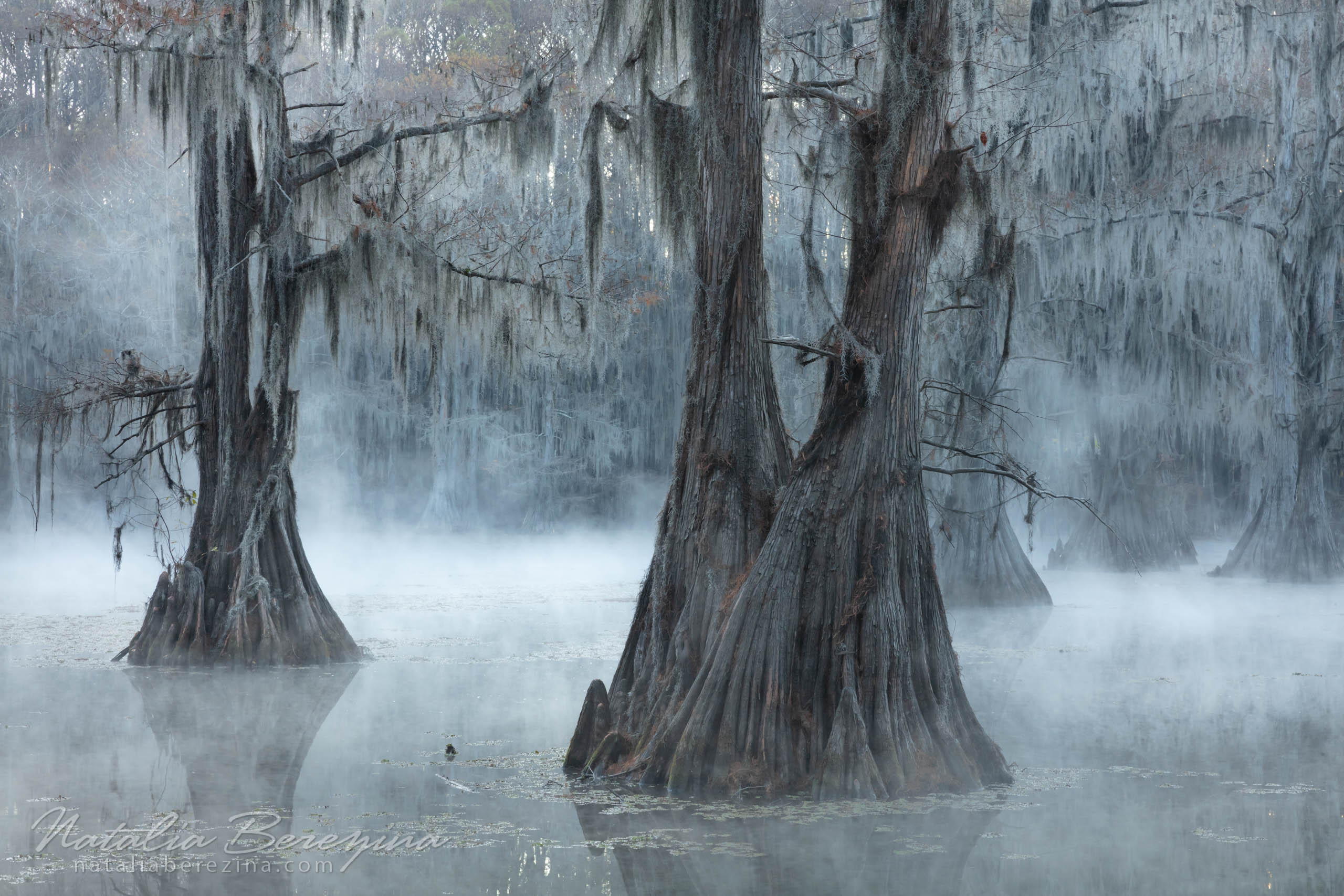 Texas, landscape, swamps, fog TX1-NB0B4A1031 - Texas Fogs, Cypress Swamps, USA - Natalia Berezina Photography