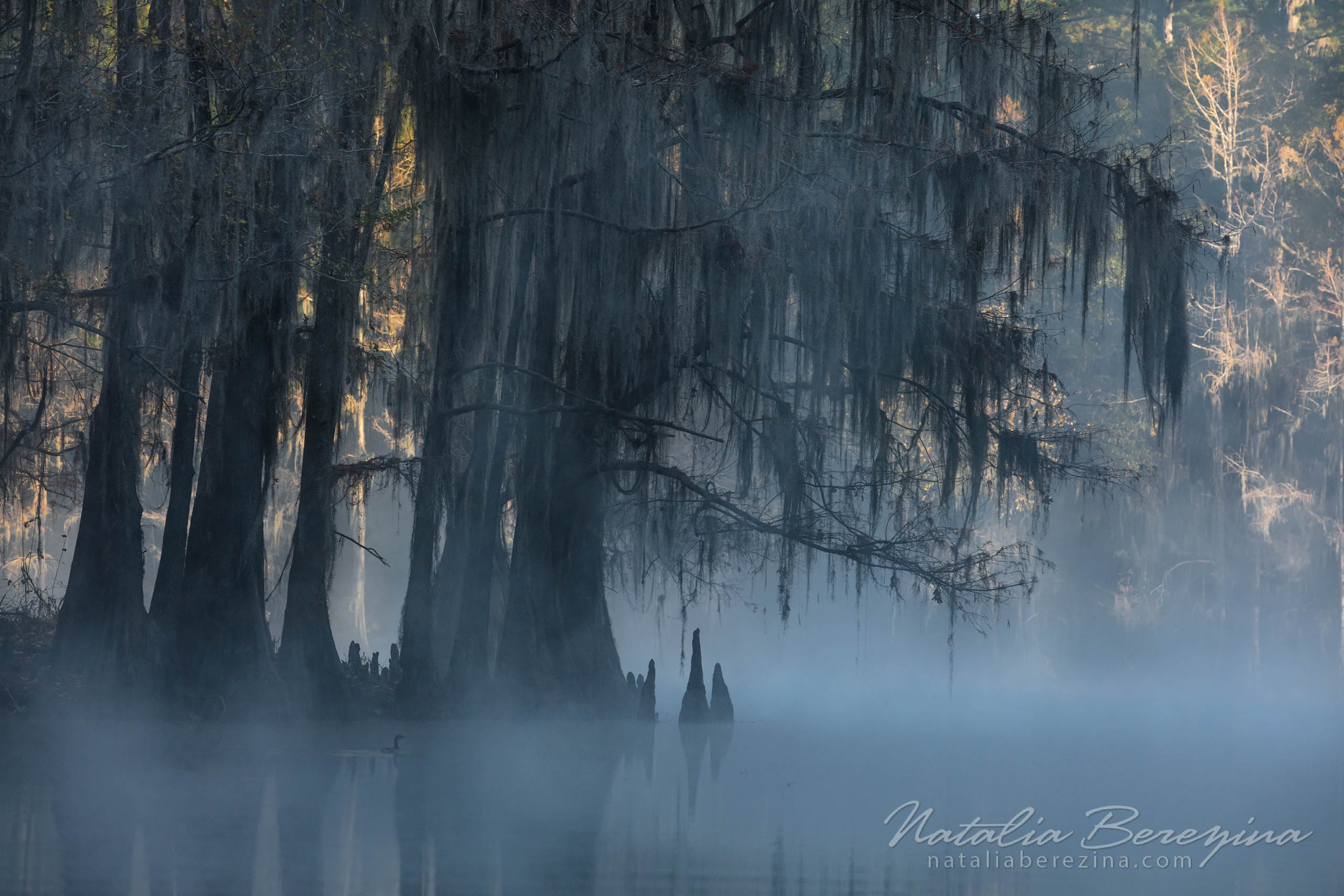 Texas, landscape, swamps, fog, sunlight TX1-NB0B4A1088 - Texas Fogs, Cypress Swamps, USA - Natalia Berezina Photography