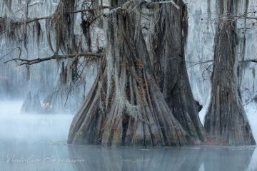 Texas,-landscape,-swamps,-fog,-cold