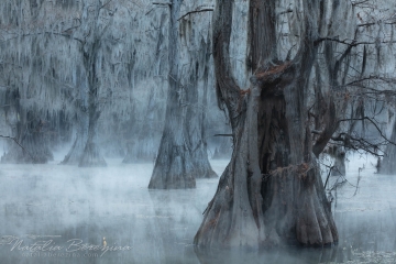 Texas,-landscape,-swamps,-fog,-cold