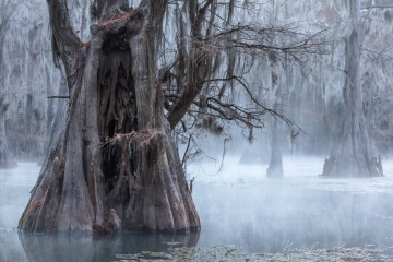 Texas,-landscape,-swamps,-fog