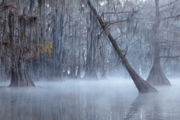 Texas,-landscape,-swamps,-fog