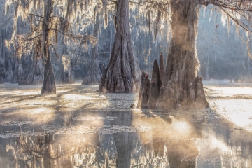 Texas,-landscape,-swamps,-fog,-sunlight,-pastel